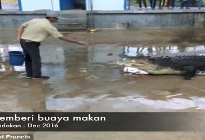 Ekolog Malaysia Diserang Buaya